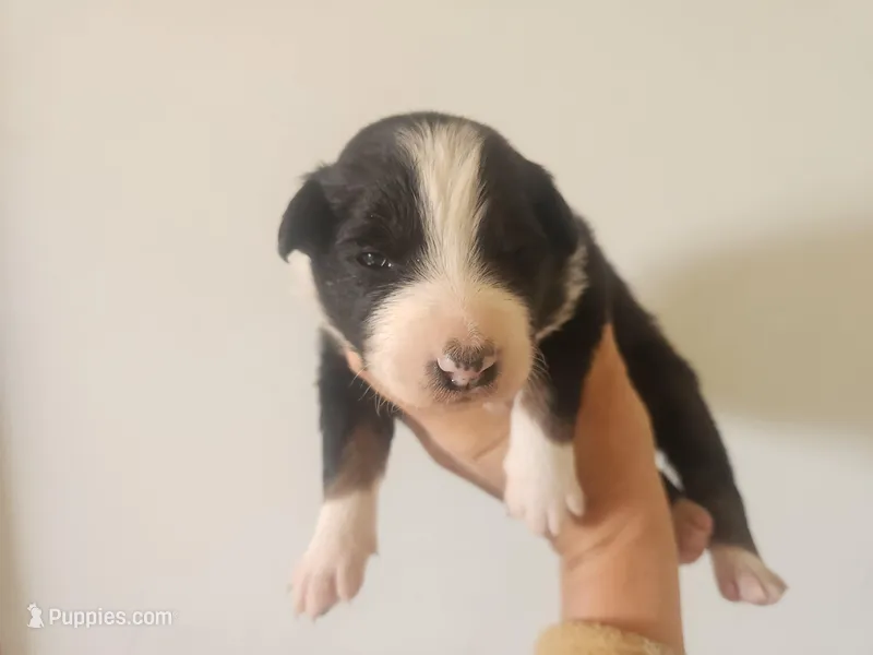 Cosmo – Australian Shepherd puppy for sale in Riceville, IA