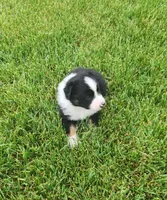 Cosmo, a male Australian Shepherd for sale in Riceville, IA – 6 of 7