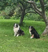 Cosmo, a male Australian Shepherd for sale in Riceville, IA – 7 of 7