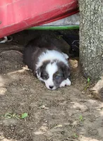 Daisy, a female Australian Shepherd for sale in Riceville, IA – 9 of 10
