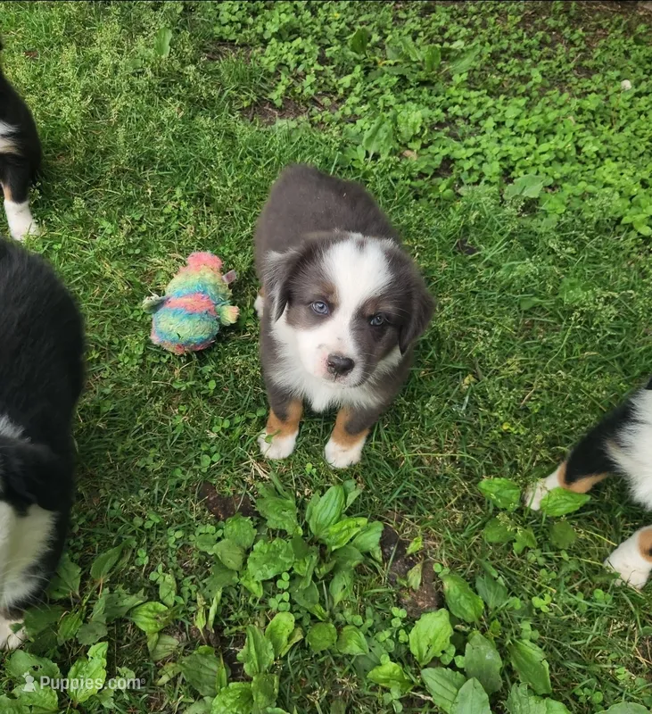 Daisy – Australian Shepherd puppy for sale in Riceville, IA