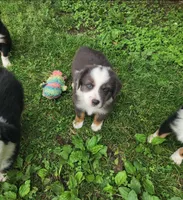 Daisy, a female Australian Shepherd for sale in Riceville, IA – 5 of 10