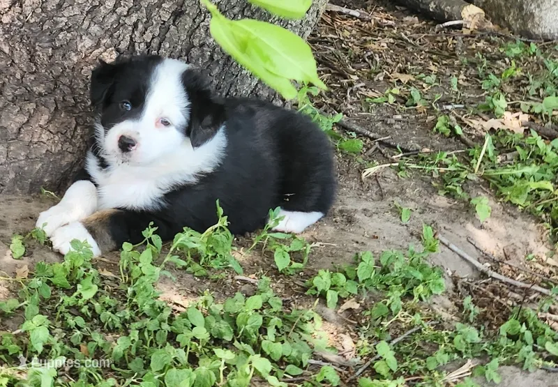 Poppy – Australian Shepherd puppy for sale in Riceville, IA