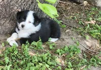 Poppy, a female Australian Shepherd for sale in Riceville, IA – 1 of 8