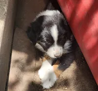Cosmo, a male Australian Shepherd for sale in Riceville, IA – 3 of 7