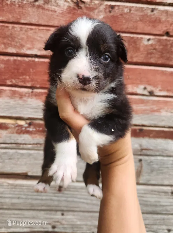 Sweet pea – Australian Shepherd puppy for sale in Riceville, IA