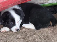 Poppy, a female Australian Shepherd for sale in Riceville, IA – 7 of 8