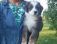 Daisy, a female Australian Shepherd for sale in Riceville, IA – 3 of 10