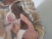 Pansy, a female Australian Shepherd for sale in Riceville, IA – 2 of 3