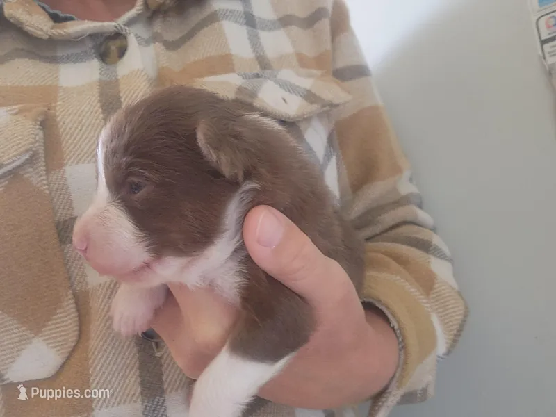 Pansy – Australian Shepherd puppy for sale in Riceville, IA