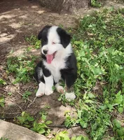 Poppy, a female Australian Shepherd for sale in Riceville, IA – 6 of 8