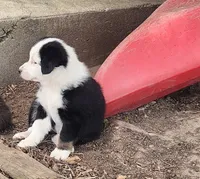 Poppy, a female Australian Shepherd for sale in Riceville, IA – 5 of 8