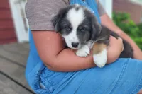 Daisy, a female Australian Shepherd for sale in Riceville, IA – 4 of 10