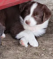 Violet, a female Australian Shepherd for sale in Riceville, IA – 2 of 5