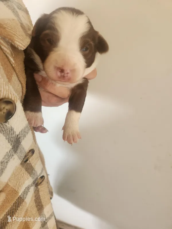 Lupin – Australian Shepherd puppy for sale in Riceville, IA