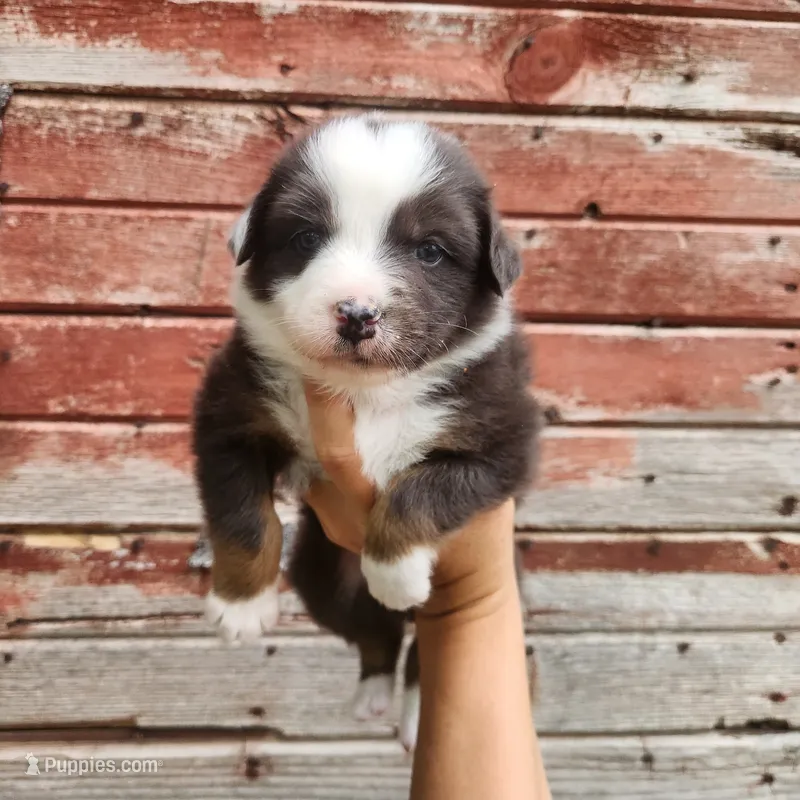 Daisy – Australian Shepherd puppy for sale in Riceville, IA