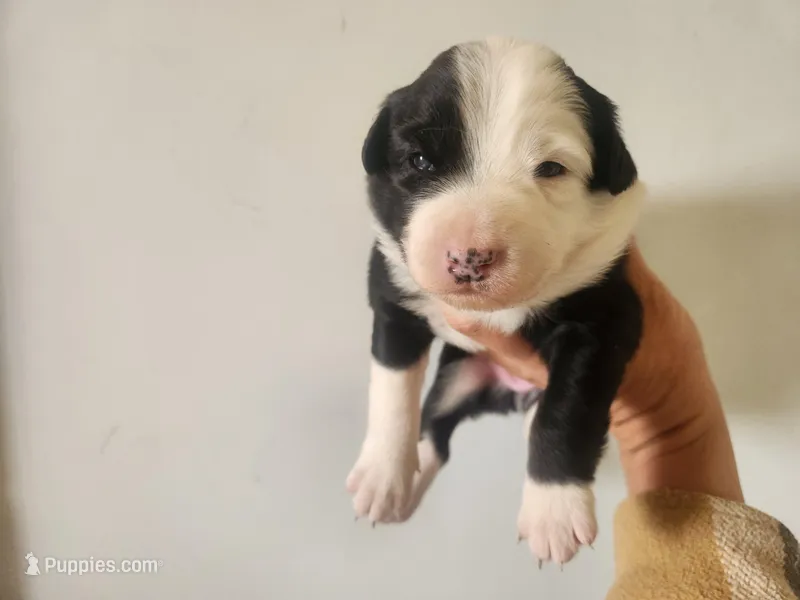 Poppy – Australian Shepherd puppy for sale in Riceville, IA