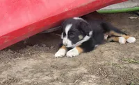 Cosmo, a male Australian Shepherd for sale in Riceville, IA – 2 of 7