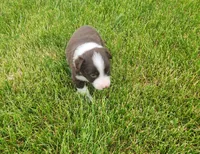 Violet, a female Australian Shepherd for sale in Riceville, IA – 3 of 5
