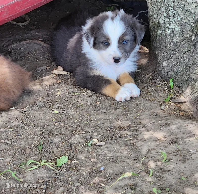 Daisy – Australian Shepherd puppy for sale in Riceville, IA