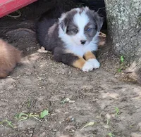 Daisy, a female Australian Shepherd for sale in Riceville, IA – 7 of 10