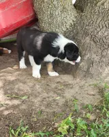 Poppy, a female Australian Shepherd for sale in Riceville, IA – 8 of 8