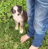 Daisy, a female Australian Shepherd for sale in Riceville, IA – 6 of 10