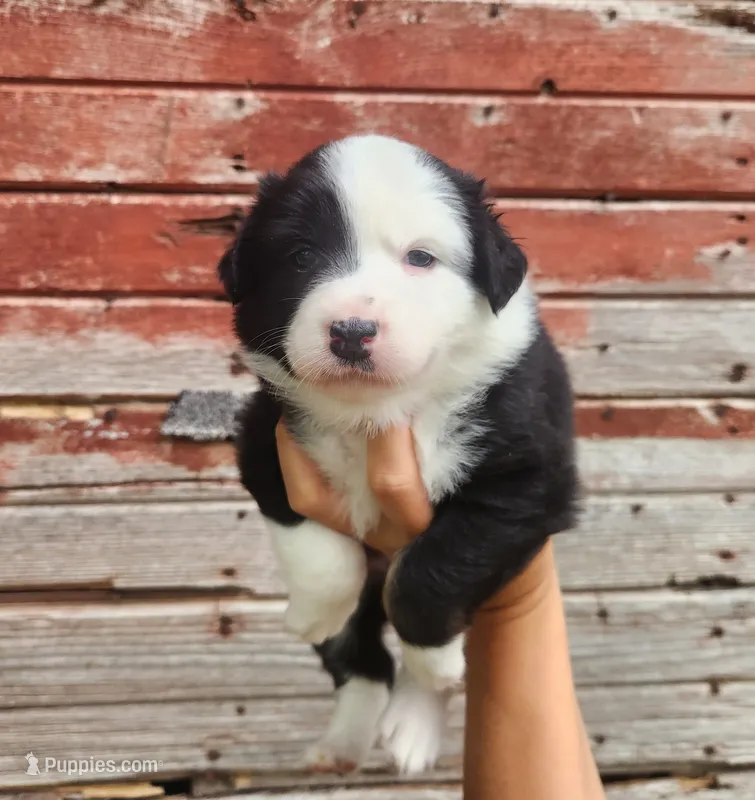 Poppy – Australian Shepherd puppy for sale in Riceville, IA