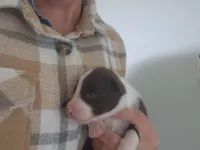 Violet, a female Australian Shepherd for sale in Riceville, IA – 1 of 3