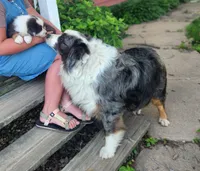Daisy, a female Australian Shepherd for sale in Riceville, IA – 2 of 10