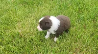 Violet, a female Australian Shepherd for sale in Riceville, IA – 4 of 5