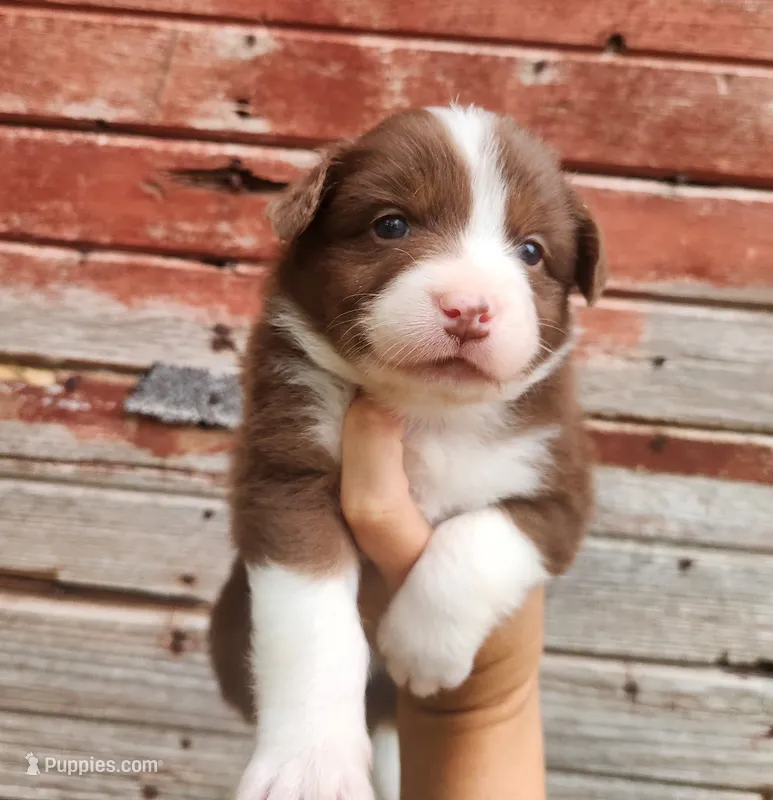 Pansy – Australian Shepherd puppy for sale in Riceville, IA