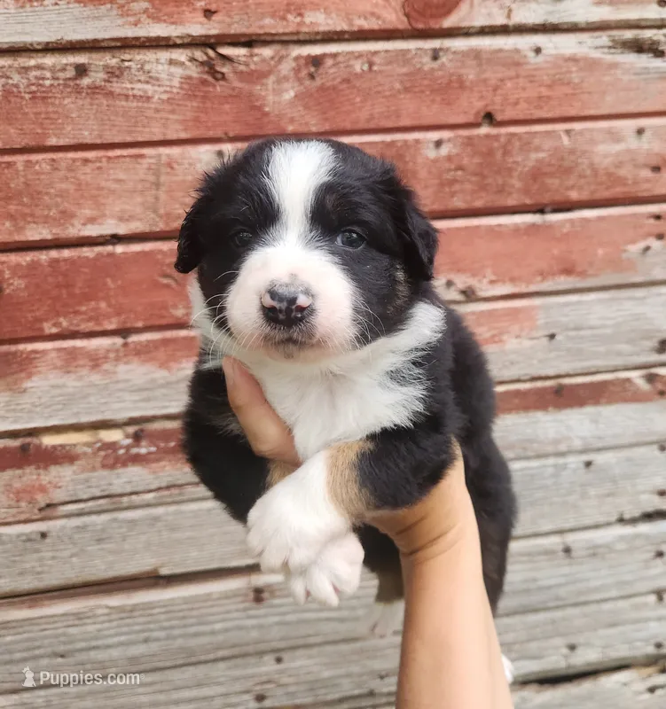 Cosmo – Australian Shepherd puppy for sale in Riceville, IA