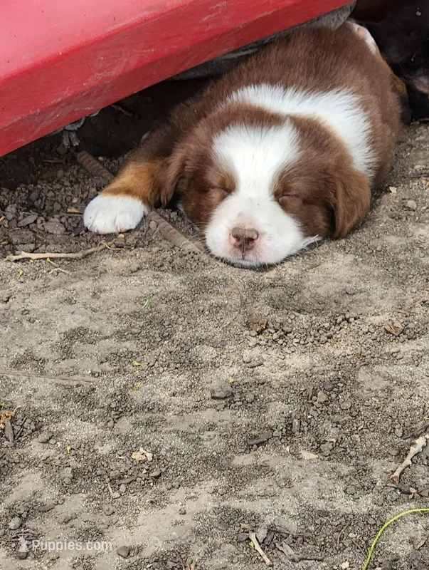 Lupin – Australian Shepherd puppy for sale in Riceville, IA