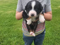 Cosmo, a male Australian Shepherd for sale in Riceville, IA – 5 of 7