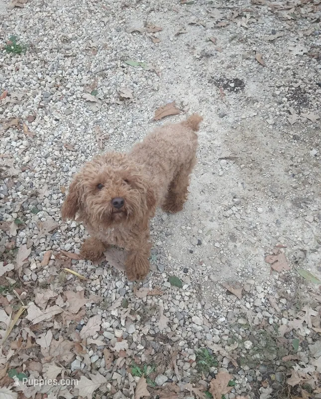 Copper – Miniature Aussiedoodle puppy for sale in Riceville, IA