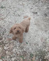 Copper, a male Miniature Aussiedoodle for sale in Riceville, IA – 1 of 2