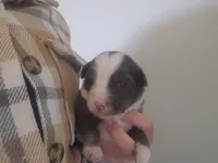 Daisy, a female Australian Shepherd for sale in Riceville, IA – 2 of 4