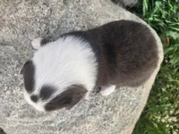 Daisy, a female Australian Shepherd for sale in Riceville, IA – 3 of 4