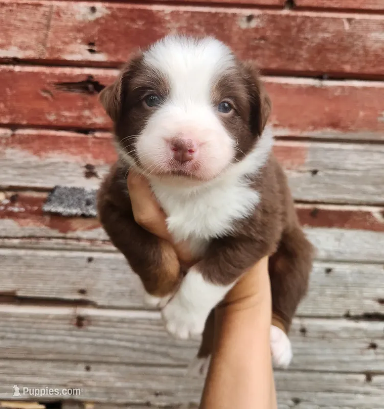 Lupin – Australian Shepherd puppy for sale in Riceville, IA