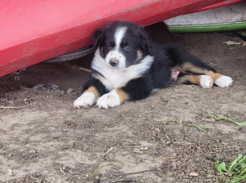 Cosmo – Australian Shepherd puppy for sale in Riceville, IA
