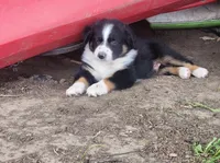 Cosmo, a male Australian Shepherd for sale in Riceville, IA – 1 of 7