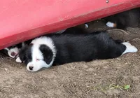 Poppy, a female Australian Shepherd for sale in Riceville, IA – 2 of 8