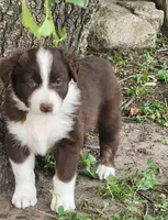 Violet, a female Australian Shepherd for sale in Riceville, IA – 1 of 5