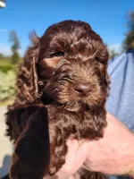 Tiffany Blue Collar , a female Goldendoodle for sale in Marianna, FL – Photo 4 of 7