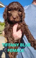 Tiffany Blue Collar , a female Goldendoodle for sale in Marianna, FL – Photo 1 of 7