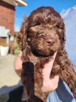 Tiffany Blue Collar , a female Goldendoodle for sale in Marianna, FL – Photo 2 of 7