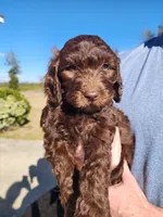 Tiffany Blue Collar , a female Goldendoodle for sale in Marianna, FL – Photo 5 of 7