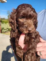 Tiffany Blue Collar , a female Goldendoodle for sale in Marianna, FL – Photo 6 of 7