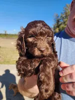Tiffany Blue Collar , a female Goldendoodle for sale in Marianna, FL – Photo 3 of 7